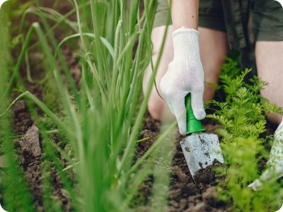 Garden Maintenance Service In Dubai